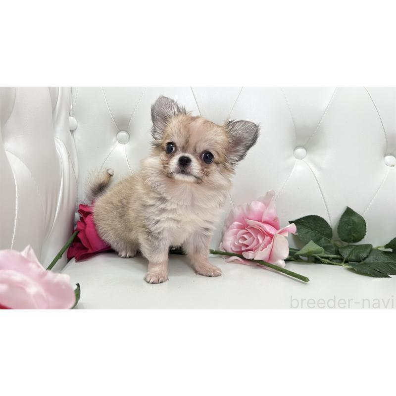 販売中の埼玉県のチワワ(ロングコート)-414506の8枚目