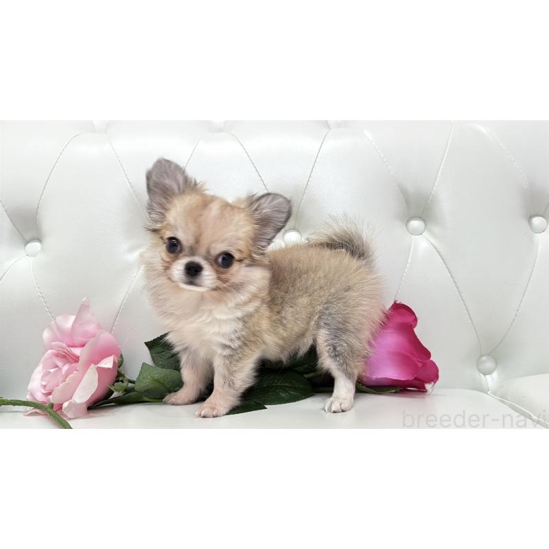 販売中の埼玉県のチワワ(ロングコート)-414506の7枚目