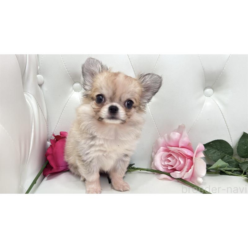 販売中の埼玉県のチワワ(ロングコート)-414506の6枚目