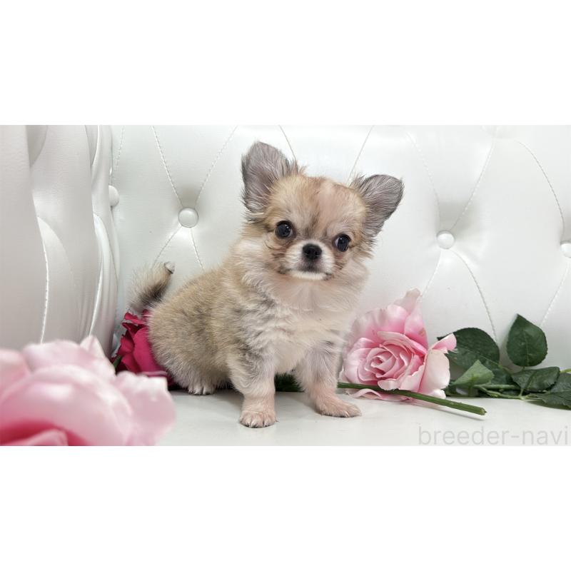 販売中の埼玉県のチワワ(ロングコート)-414506の5枚目