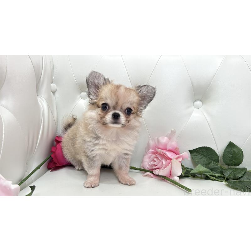 販売中の埼玉県のチワワ(ロングコート)-414506の4枚目