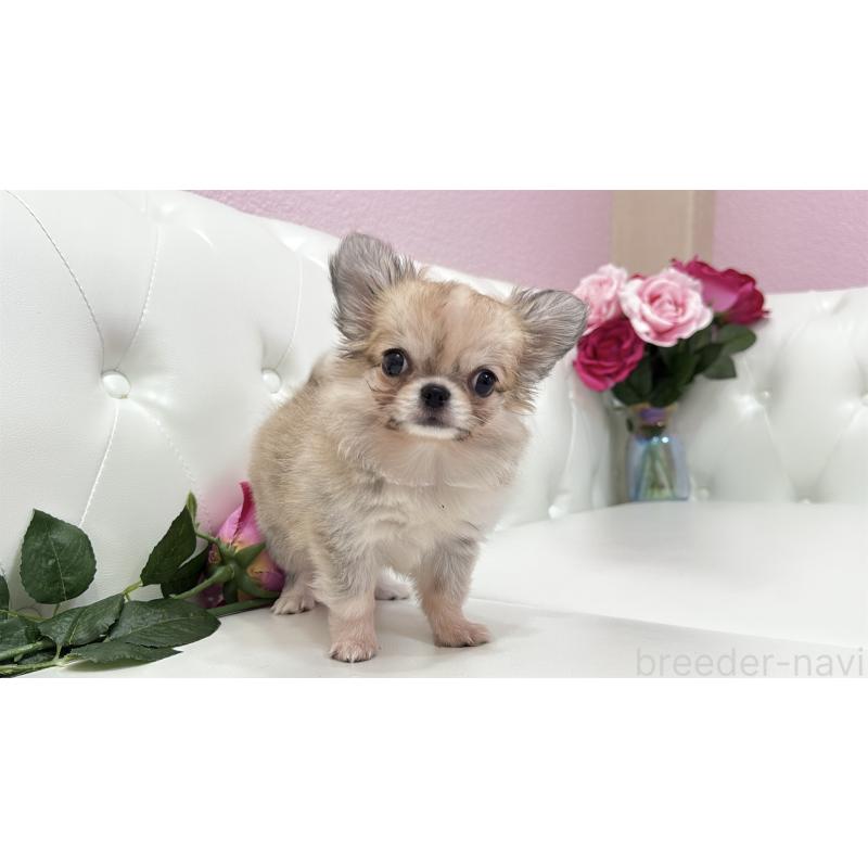 販売中の埼玉県のチワワ(ロングコート)-414506の3枚目