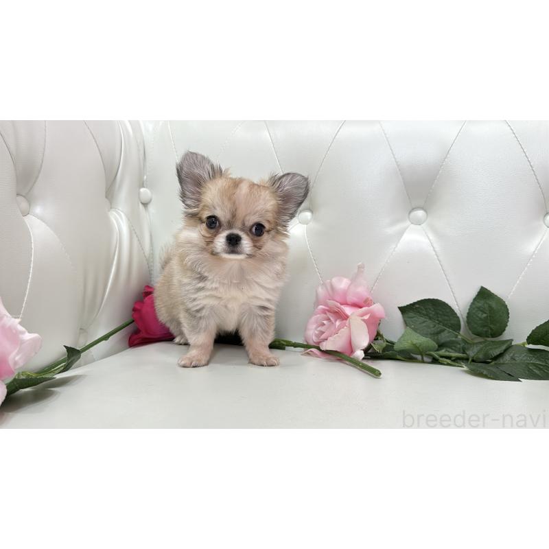 販売中の埼玉県のチワワ(ロングコート)-414506の2枚目