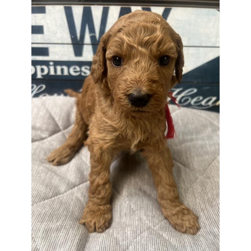販売中の兵庫県のスタンダードプードル-422971の5枚目