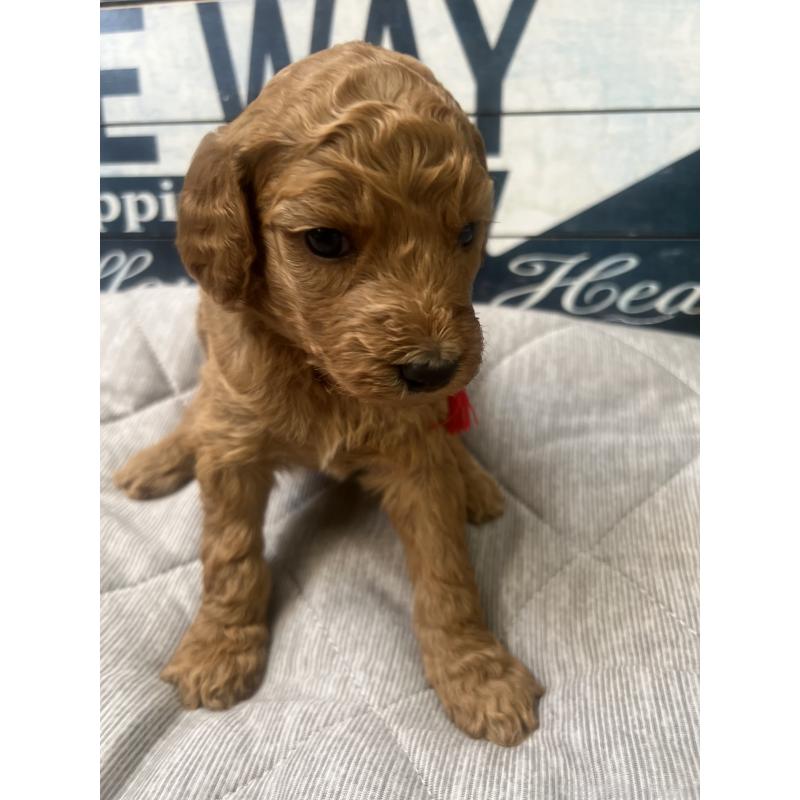 販売中の兵庫県のスタンダードプードル-422971の4枚目