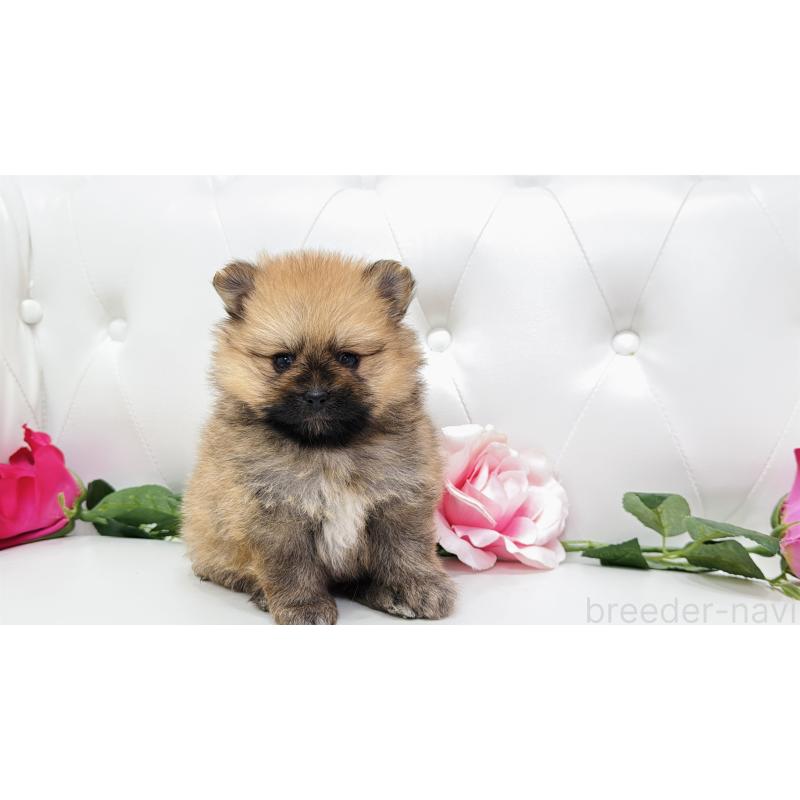 販売中の埼玉県のポメラニアン-421915