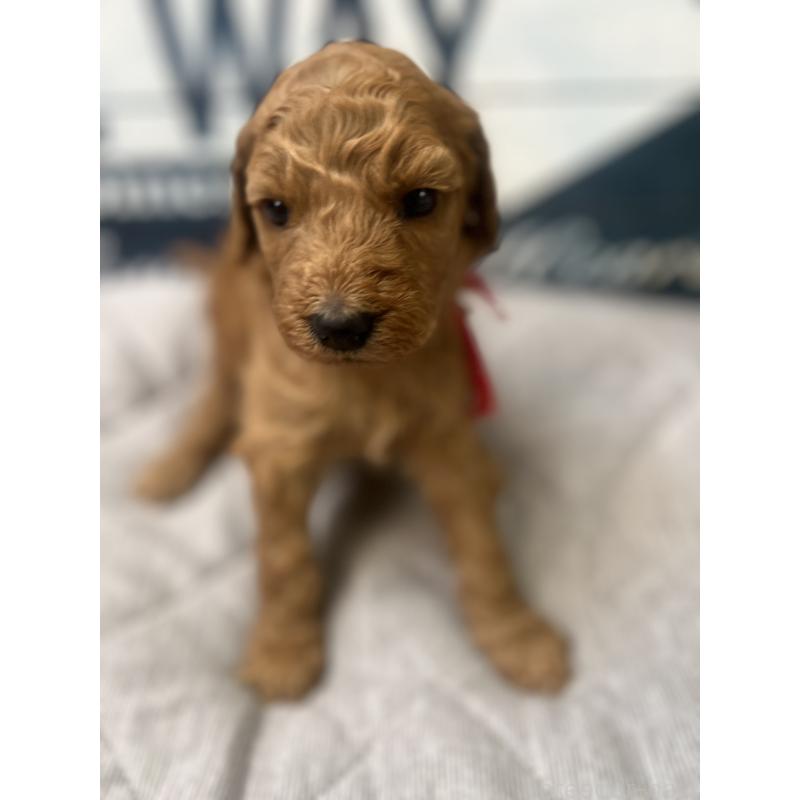 販売中の兵庫県のスタンダードプードル-422971の3枚目