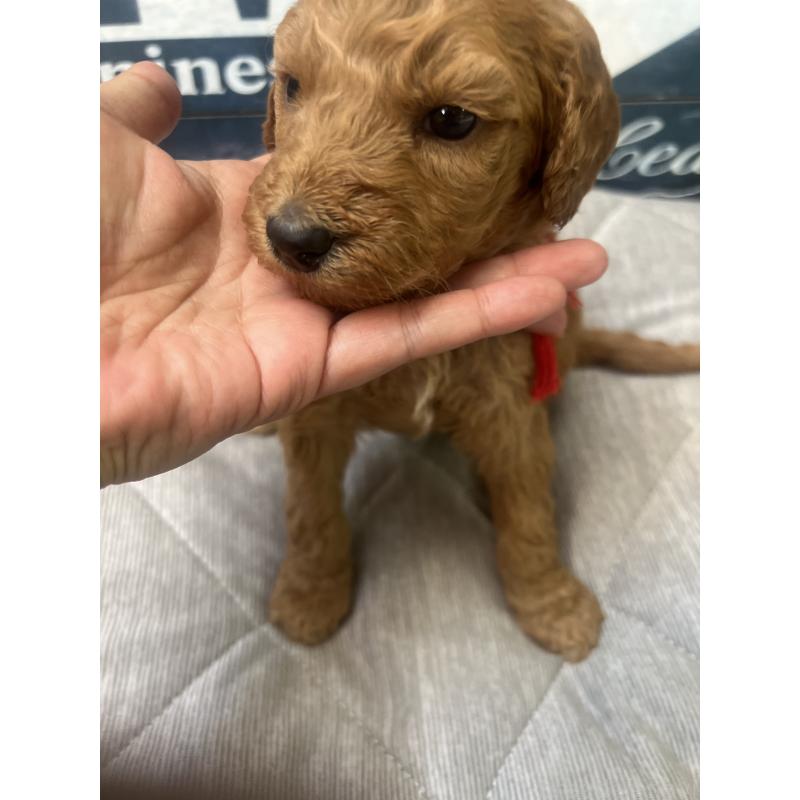 販売中の兵庫県のスタンダードプードル-422971の2枚目