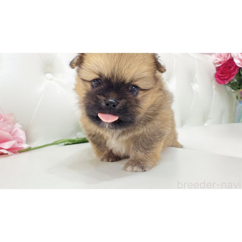 販売中の埼玉県のミックス犬-421917