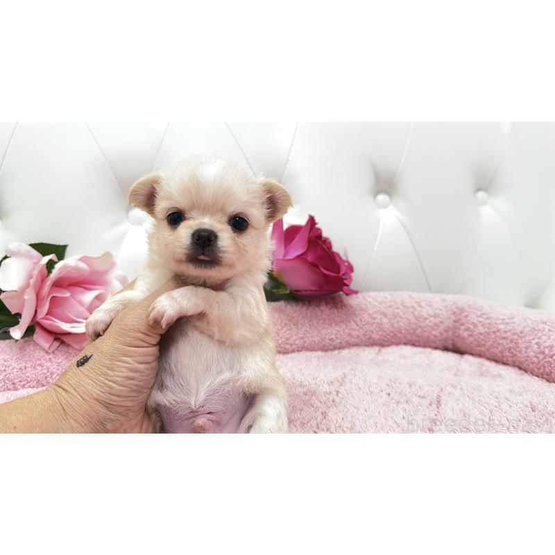 販売中の埼玉県のチワワ(ロングコート)-422972の14枚目