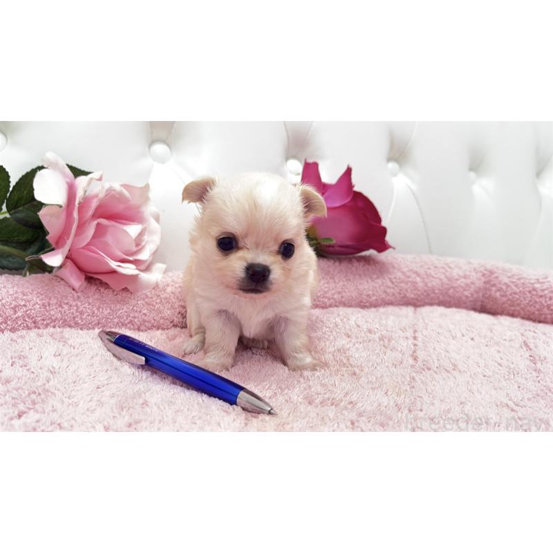 販売中の埼玉県のチワワ(ロングコート)-422972の13枚目