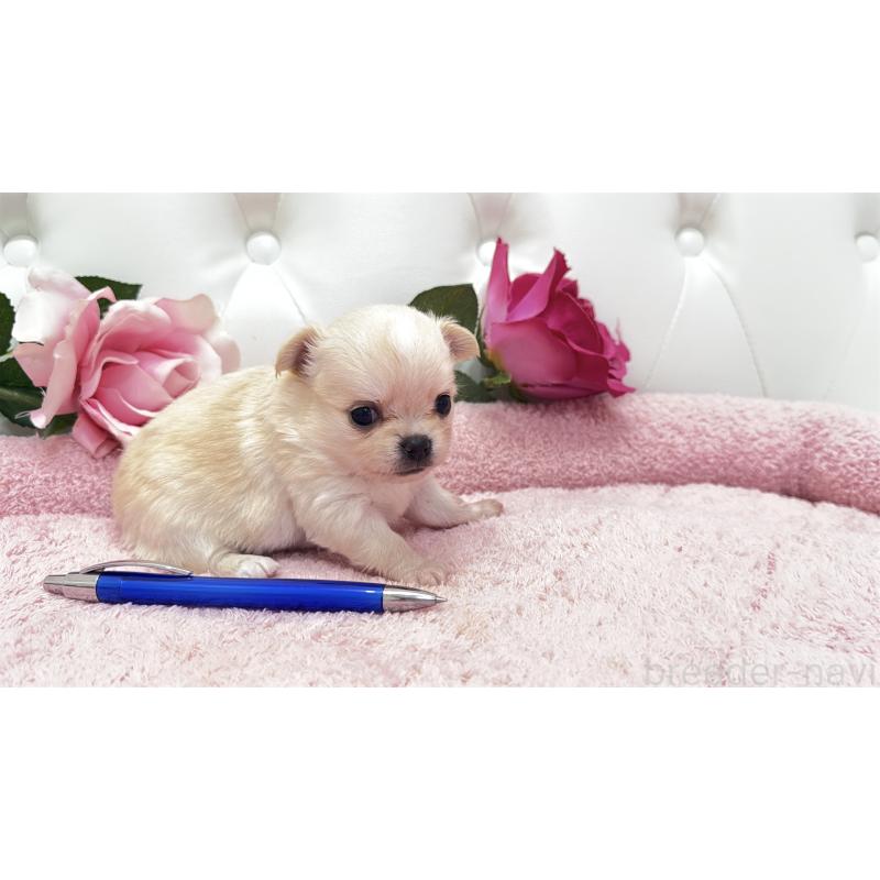 販売中の埼玉県のチワワ(ロングコート)-422972の12枚目