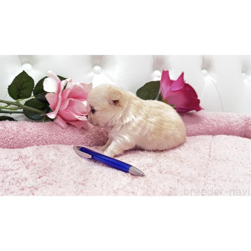 販売中の埼玉県のチワワ(ロングコート)-422972の11枚目