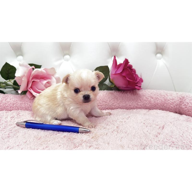 販売中の埼玉県のチワワ(ロングコート)-422972の10枚目