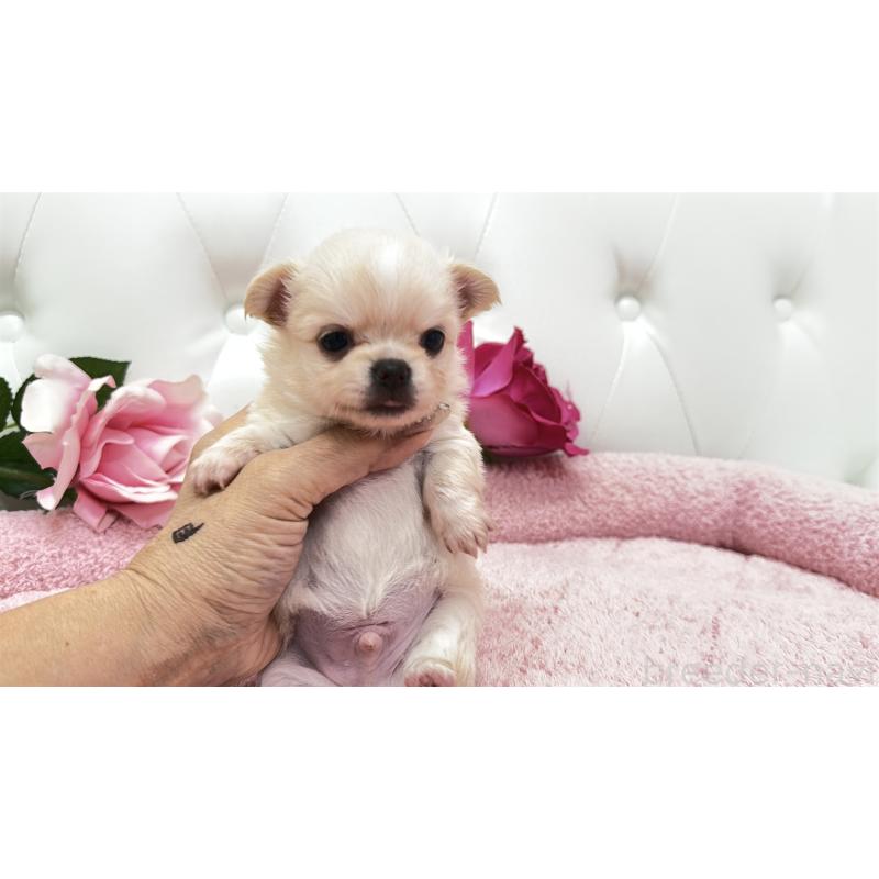 販売中の埼玉県のチワワ(ロングコート)-422972の9枚目