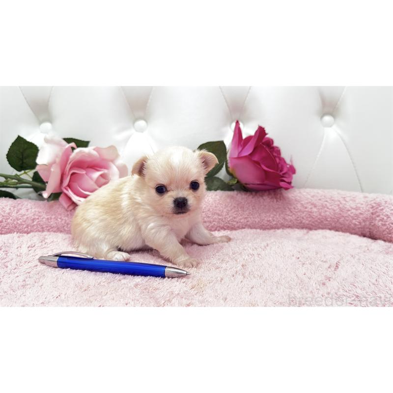 販売中の埼玉県のチワワ(ロングコート)-422972の8枚目