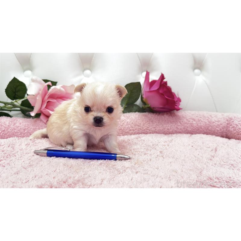 販売中の埼玉県のチワワ(ロングコート)-422972の7枚目