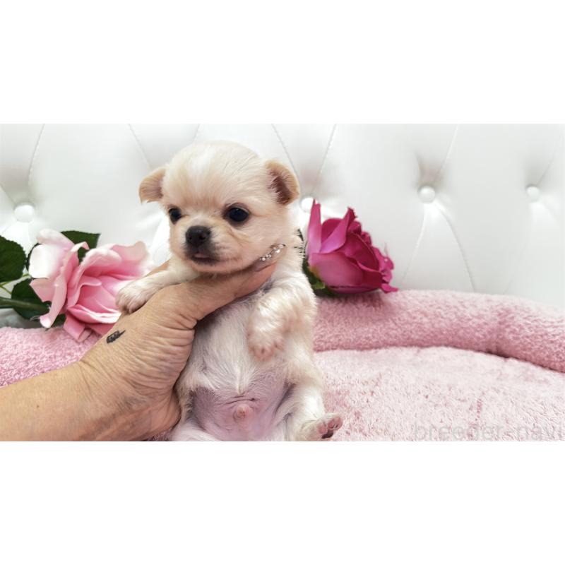 販売中の埼玉県のチワワ(ロングコート)-422972の6枚目