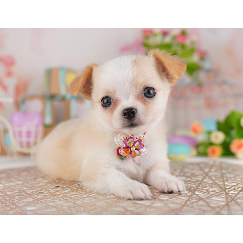 販売中の東京都のチワワ(ロングコート)-422973の5枚目