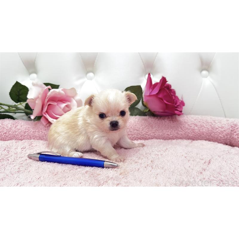 販売中の埼玉県のチワワ(ロングコート)-422972の4枚目