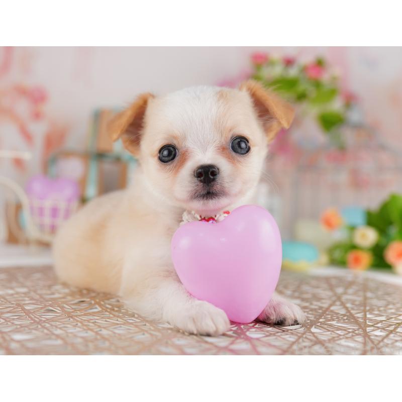 販売中の東京都のチワワ(ロングコート)-422973