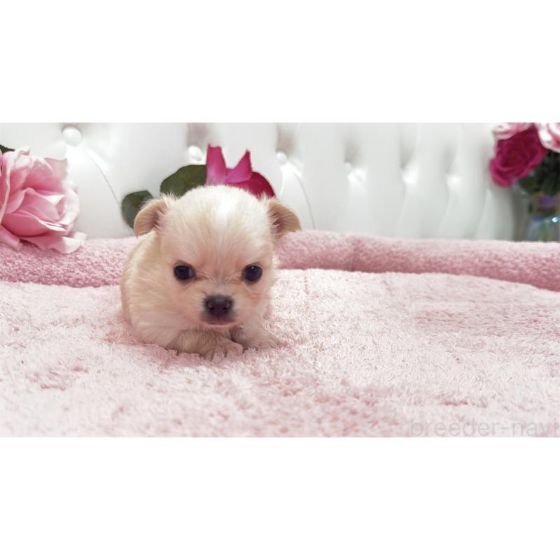 販売中の埼玉県のチワワ(ロングコート)-422972の3枚目