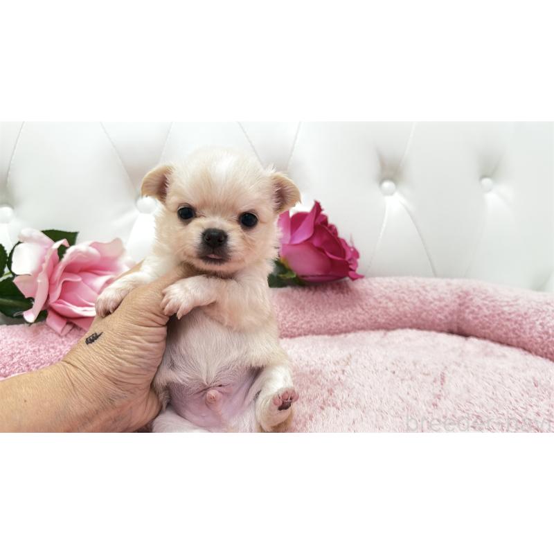 販売中の埼玉県のチワワ(ロングコート)-422972の2枚目