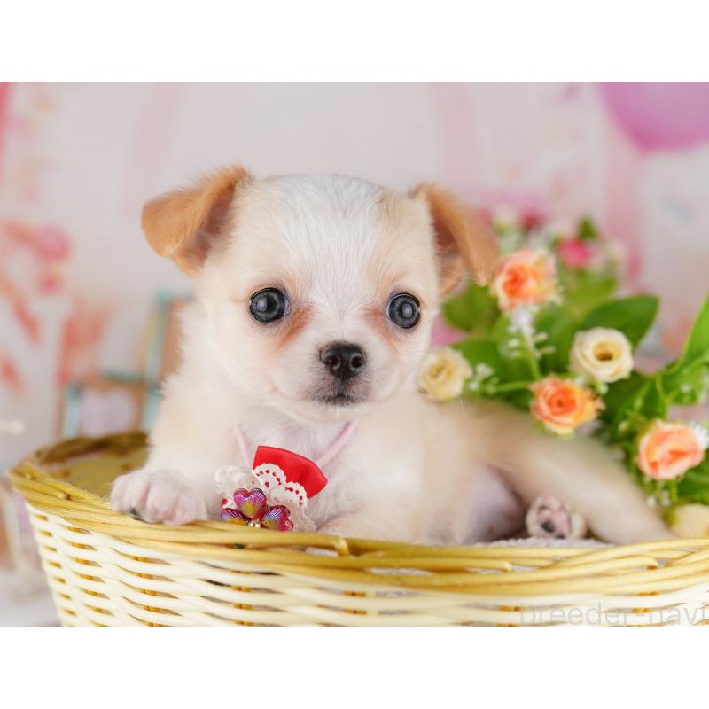 販売中の東京都のチワワ(ロングコート)-422973の4枚目