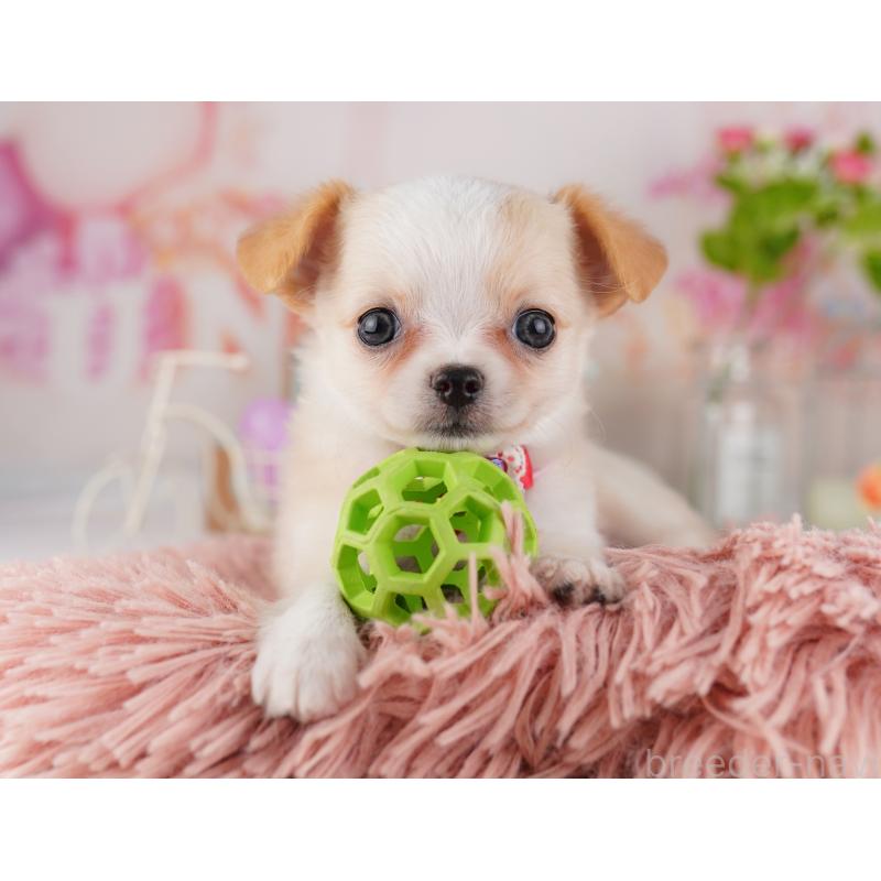 販売中の東京都のチワワ(ロングコート)-422973の3枚目