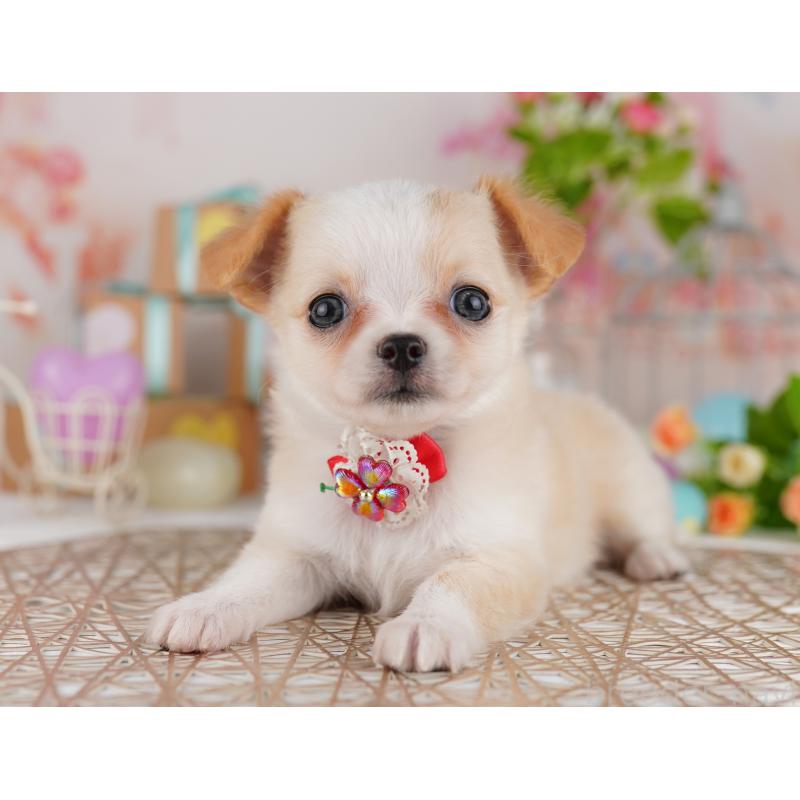 販売中の東京都のチワワ(ロングコート)-422973の2枚目