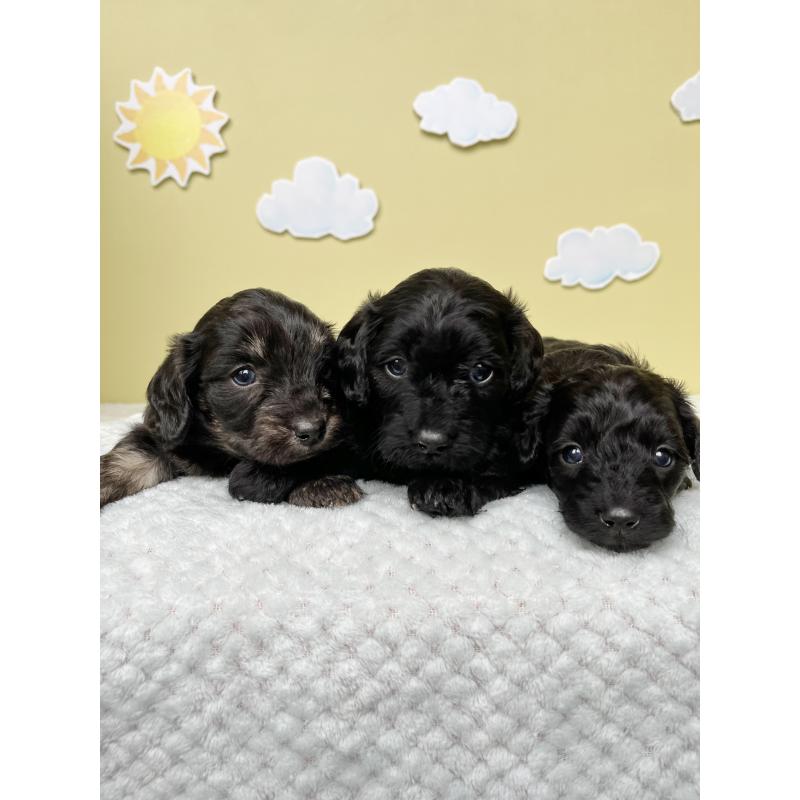 販売中の東京都のダップー:ミニチュアダックスフンド×トイプードル-422981の6枚目