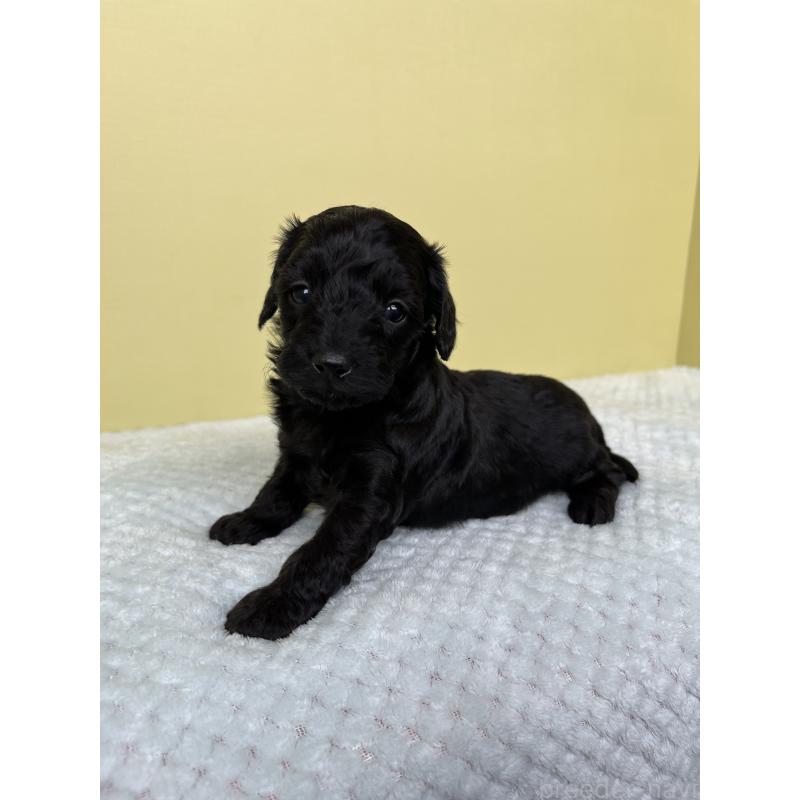 販売中の東京都のダップー:ミニチュアダックスフンド×トイプードル-422981の5枚目