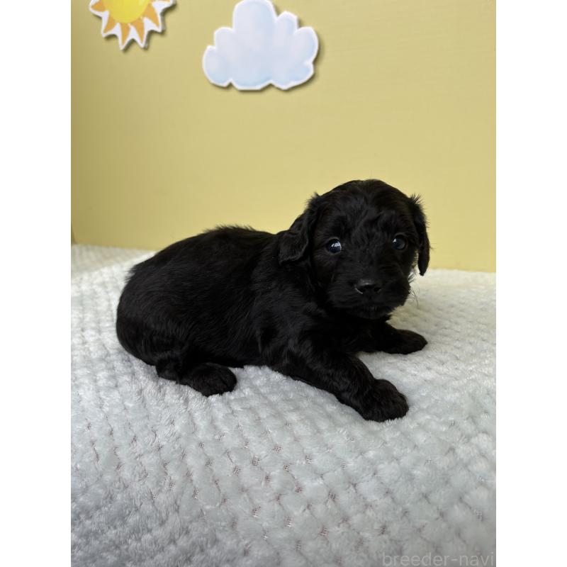 販売中の東京都のダップー:ミニチュアダックスフンド×トイプードル-422981の4枚目