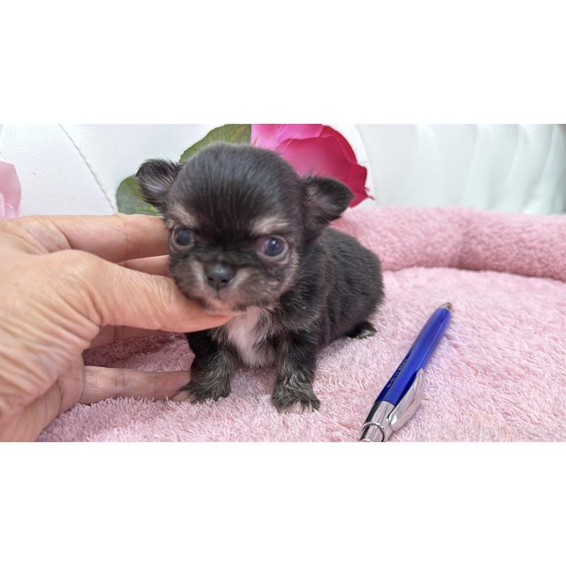 販売中の埼玉県のチワワ(ロングコート)-422974