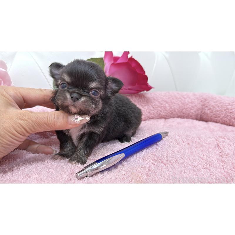 販売中の埼玉県のチワワ(ロングコート)-422974の16枚目