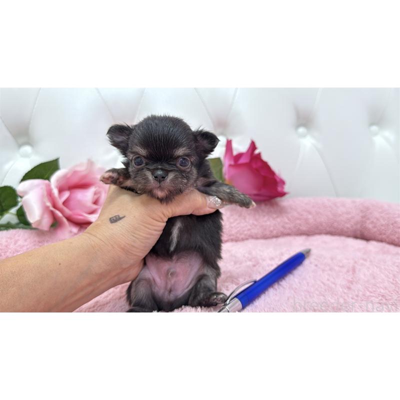 販売中の埼玉県のチワワ(ロングコート)-422974の15枚目