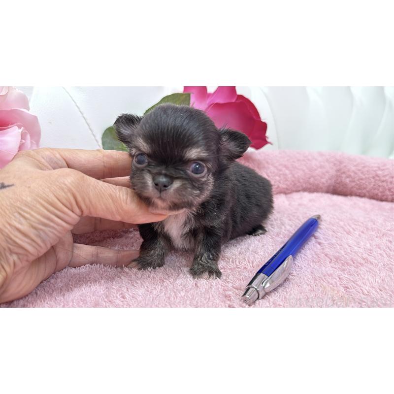 販売中の埼玉県のチワワ(ロングコート)-422974の14枚目