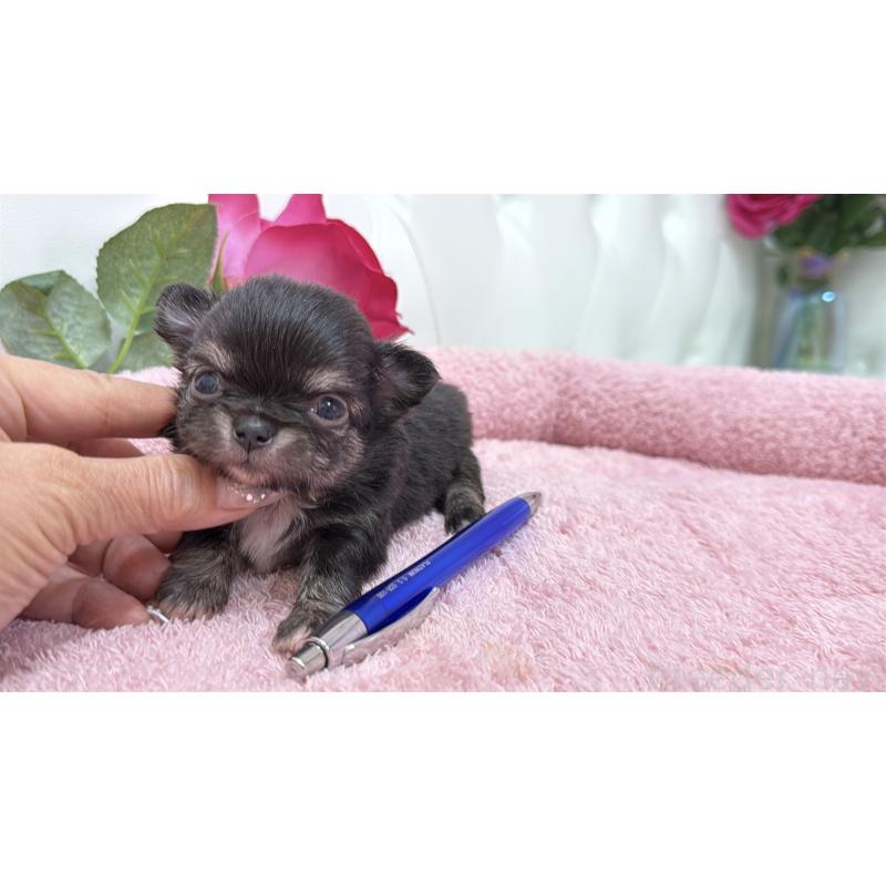 販売中の埼玉県のチワワ(ロングコート)-422974の13枚目