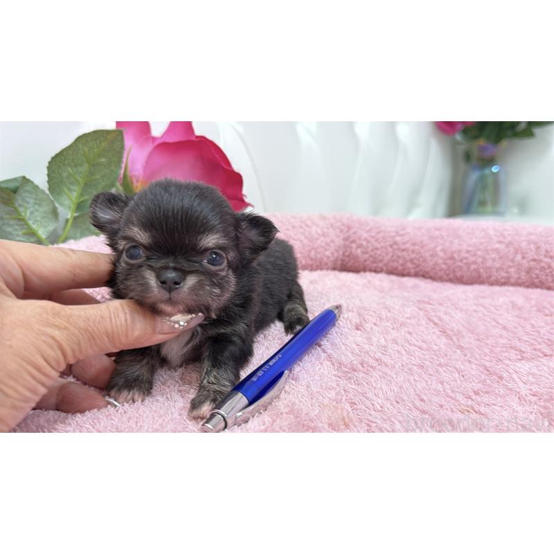 販売中の埼玉県のチワワ(ロングコート)-422974の12枚目