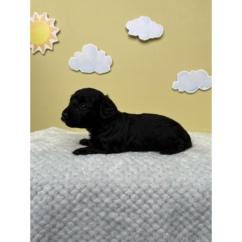 販売中の東京都のダップー:ミニチュアダックスフンド×トイプードル-422981の3枚目