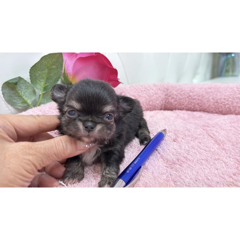 販売中の埼玉県のチワワ(ロングコート)-422974の11枚目