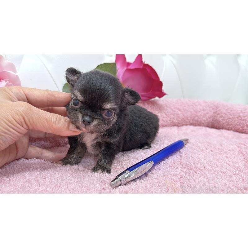 販売中の埼玉県のチワワ(ロングコート)-422974の10枚目