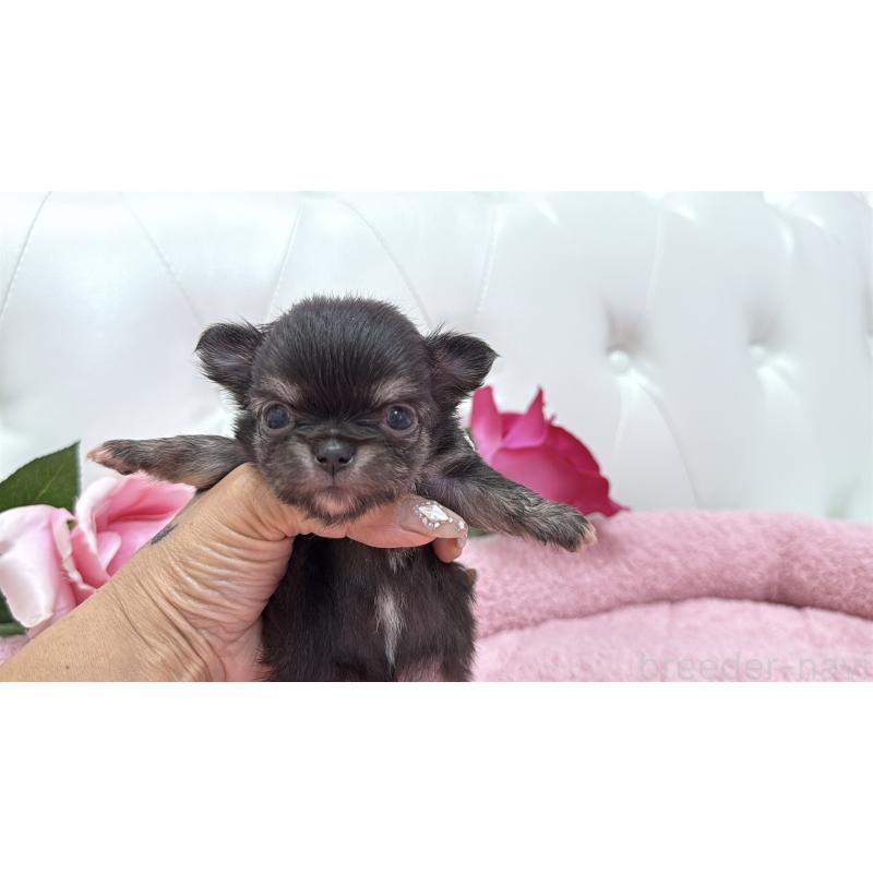 販売中の埼玉県のチワワ(ロングコート)-422974の9枚目