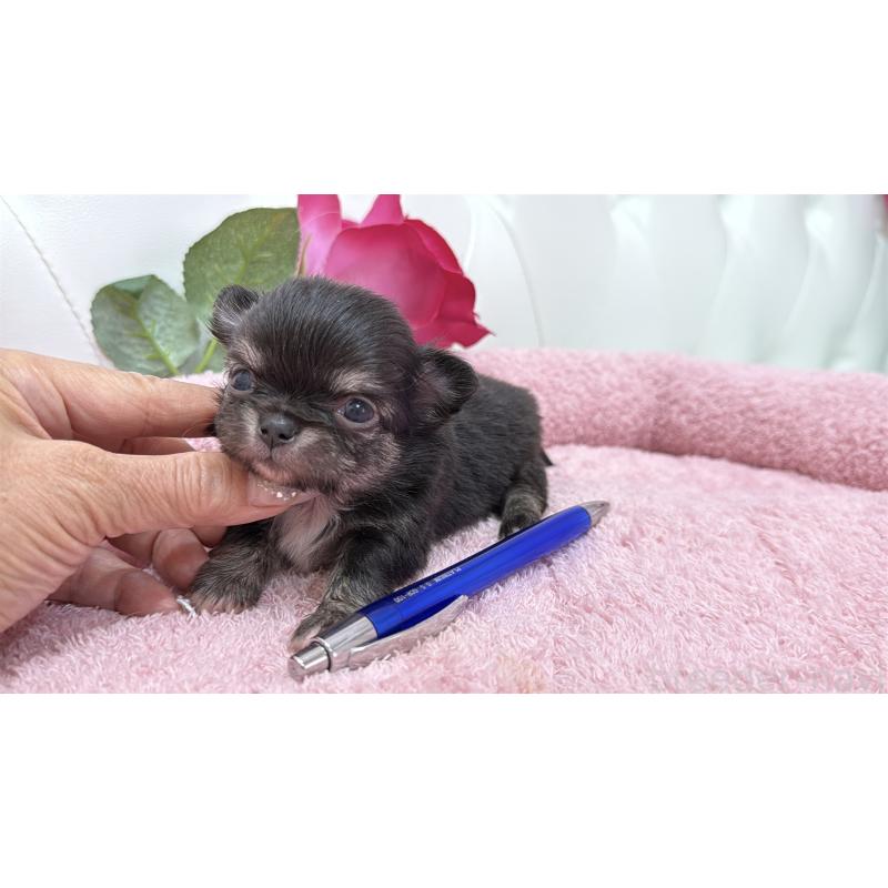 販売中の埼玉県のチワワ(ロングコート)-422974の8枚目