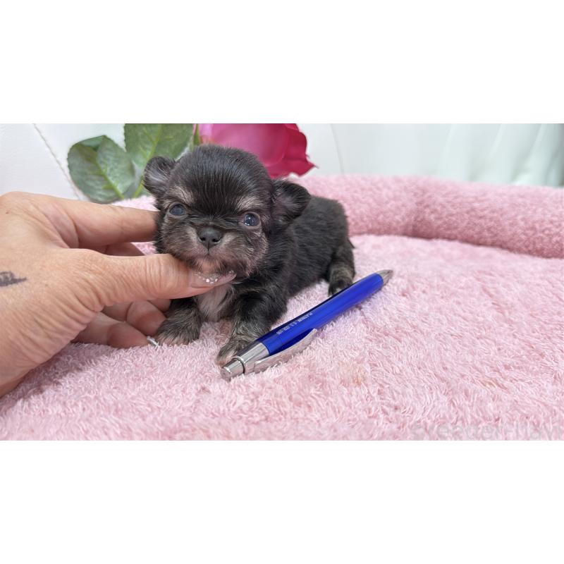 販売中の埼玉県のチワワ(ロングコート)-422974の7枚目