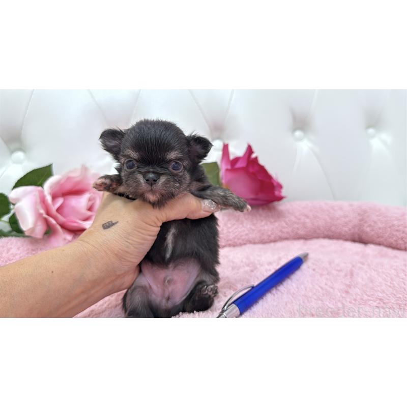 販売中の埼玉県のチワワ(ロングコート)-422974の6枚目