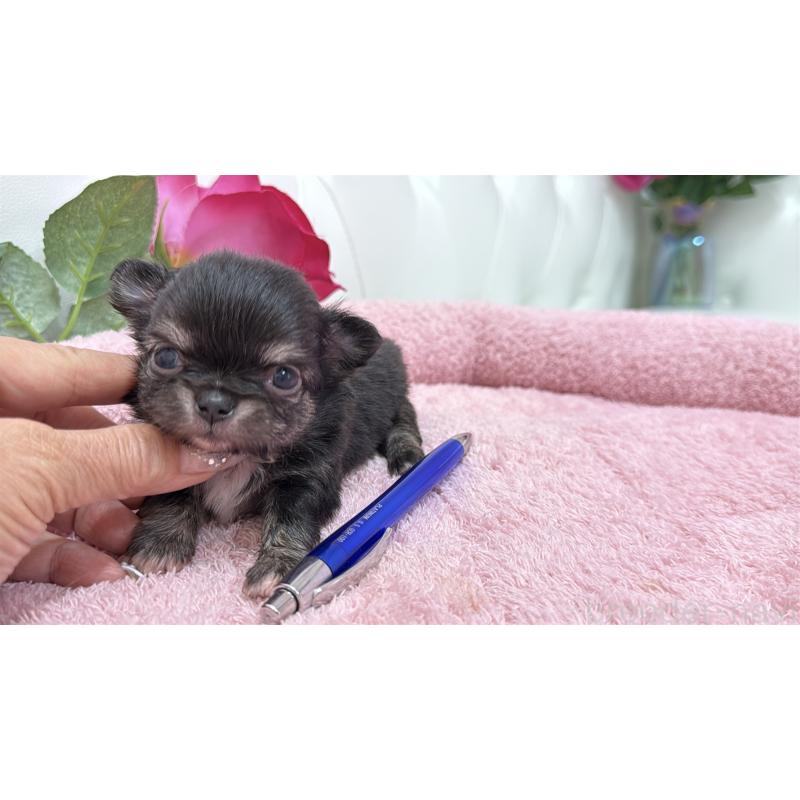 販売中の埼玉県のチワワ(ロングコート)-422974の5枚目