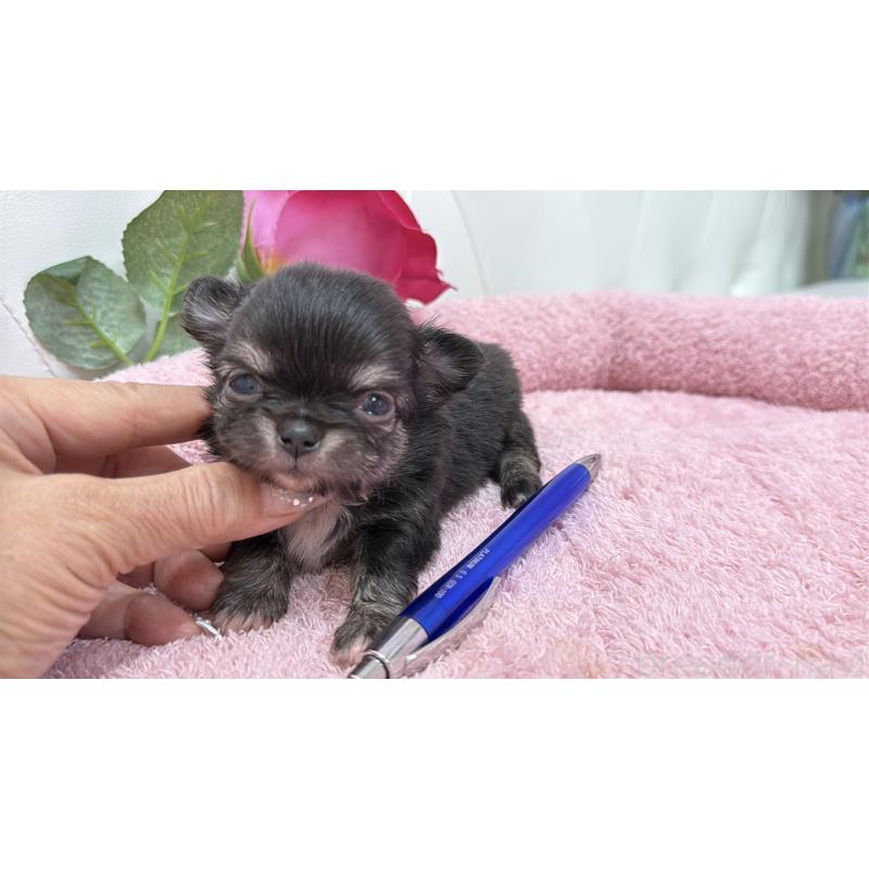 販売中の埼玉県のチワワ(ロングコート)-422974の4枚目