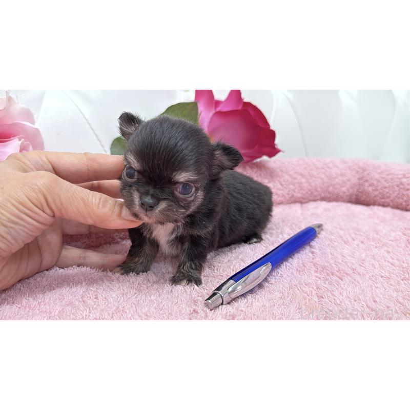 販売中の埼玉県のチワワ(ロングコート)-422974の3枚目