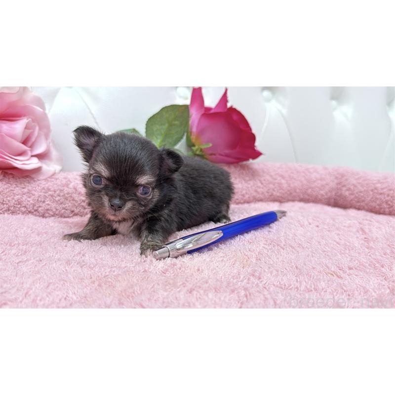 販売中の埼玉県のチワワ(ロングコート)-422974の2枚目